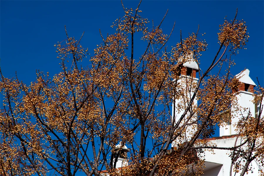 Spain, El Rocio