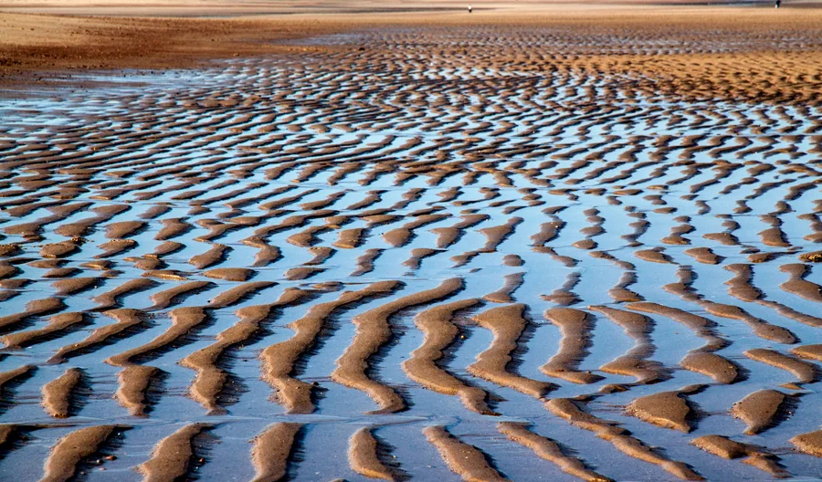 Netherlands, Het Zwin, Zeeland