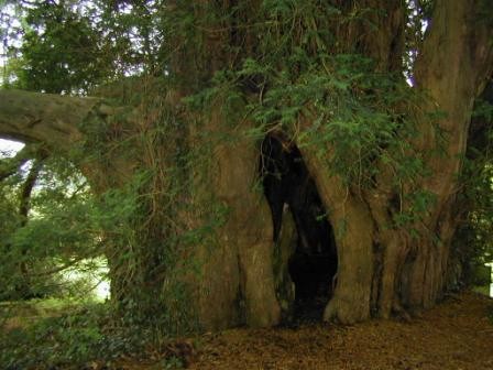 The Great Yew, Hambledon Chrch