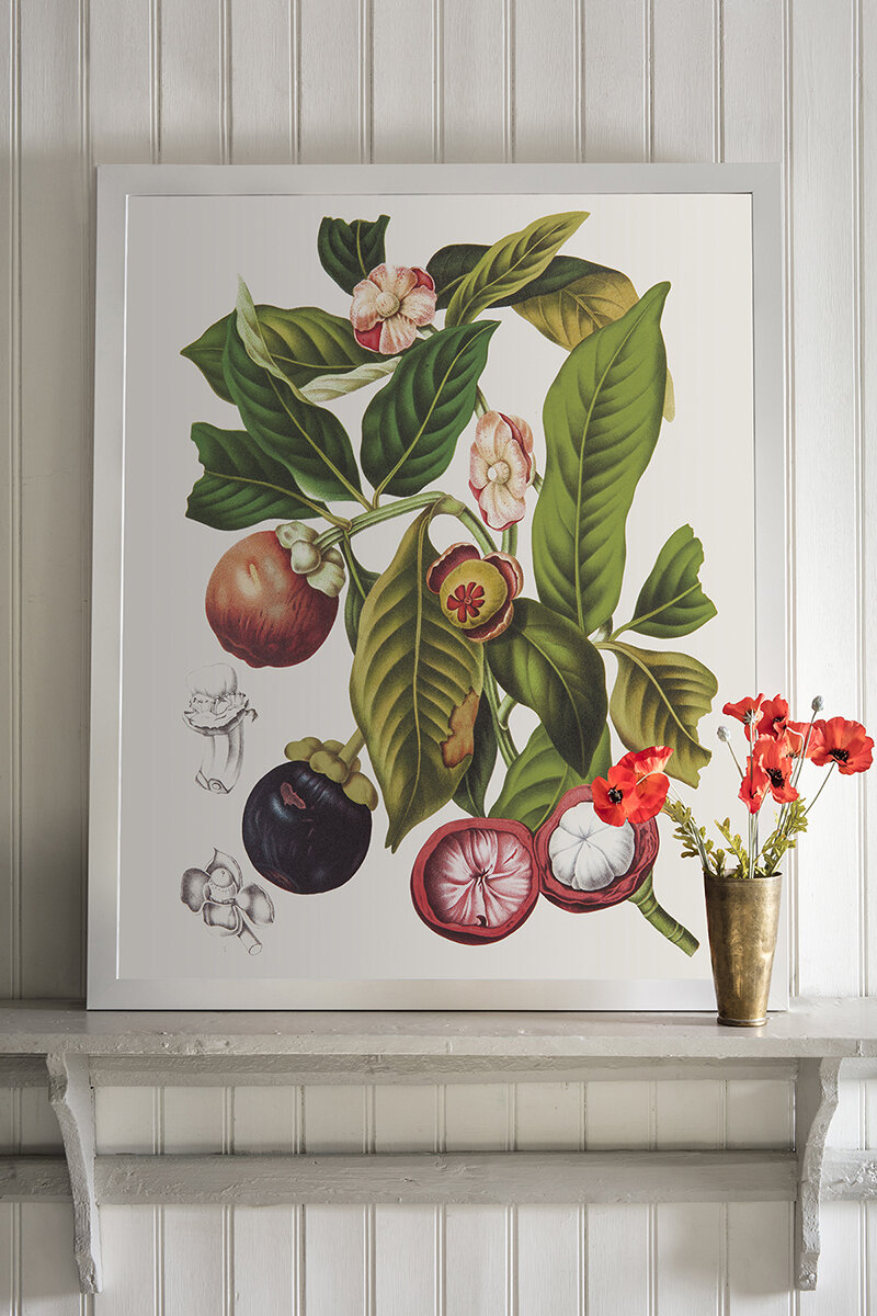Garcinia × Mangostana Framed Print by Berthe Hoola Van Nooten