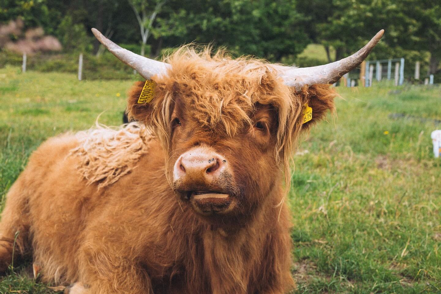 it felt like my grid needed a portrait, so here&rsquo;s one of my favorite faces! highland cows are the absolute sweetest and most gorgeous cows. please enjoy ✨