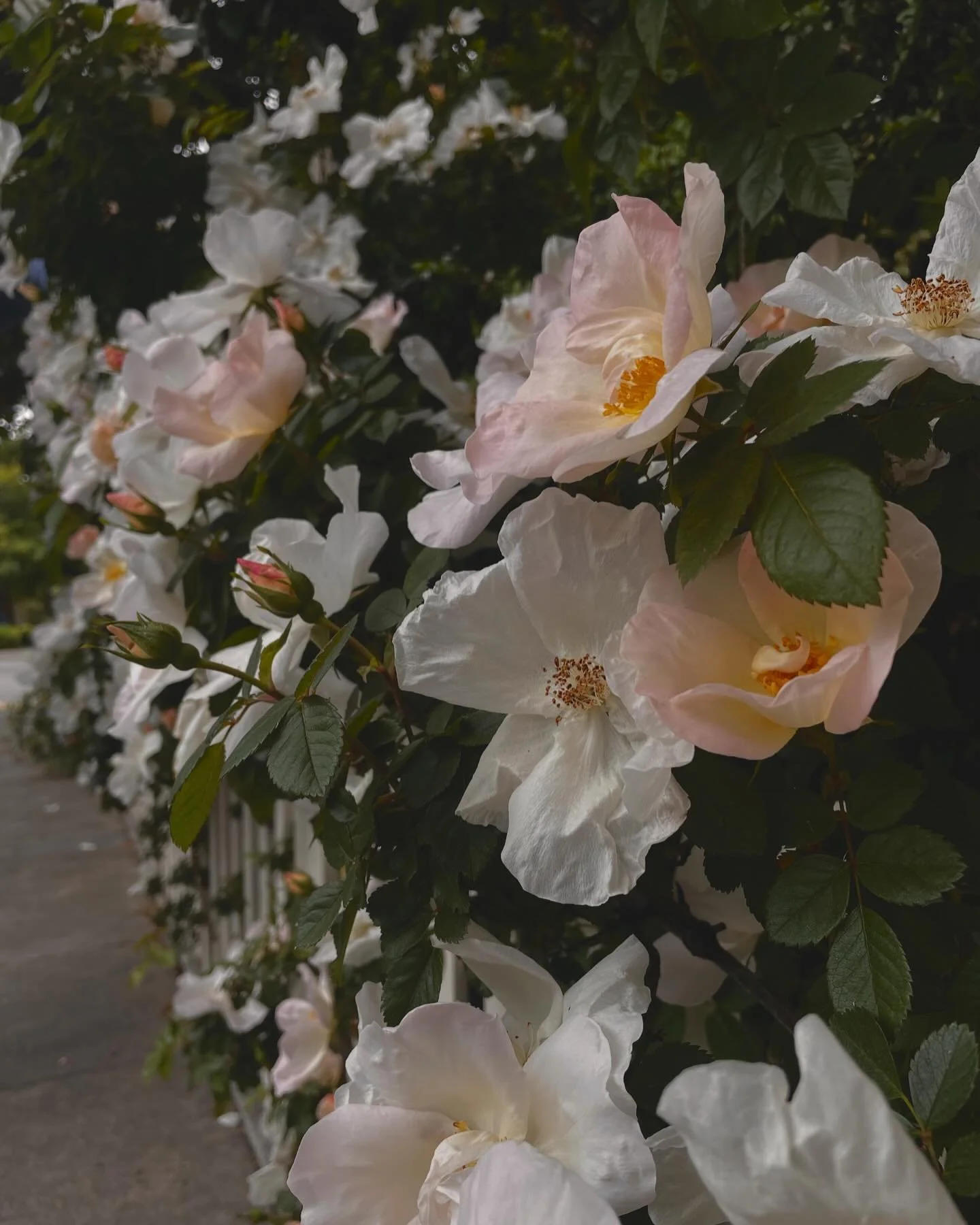 Flowers on a walk with my husband ⚜️🌸✨