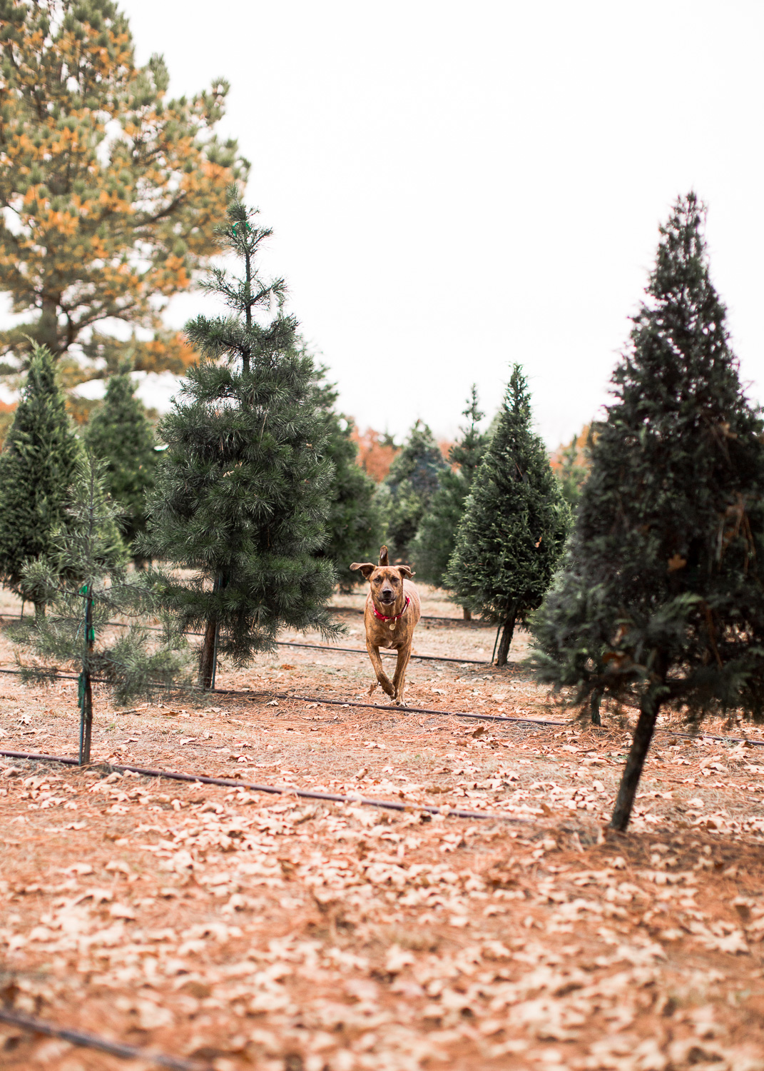 Sorghum-Mill-Christmas-Tree-Farm-Edmond-21.jpg
