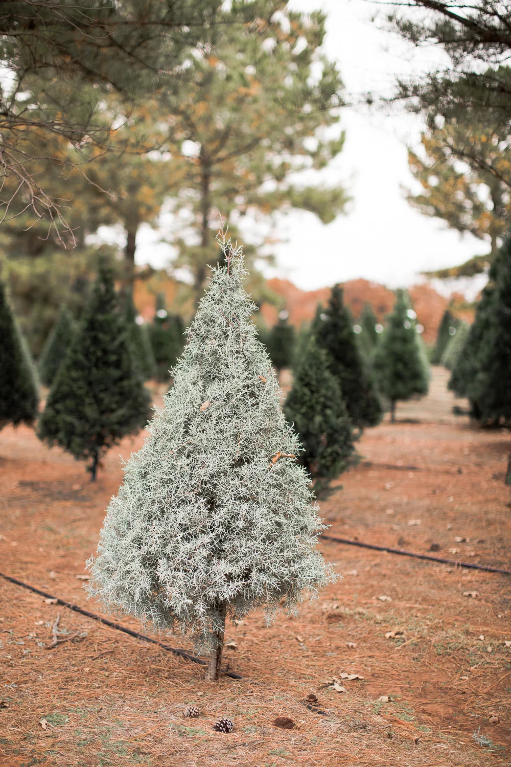 Sorghum-Mill-Christmas-Tree-Farm-Edmond-34.jpg