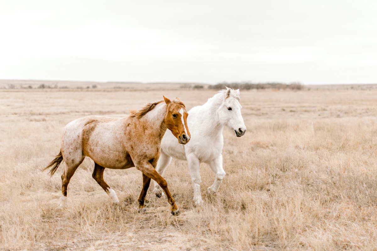 lauren-pendleton-ranch-maternity-shoot-8.jpg