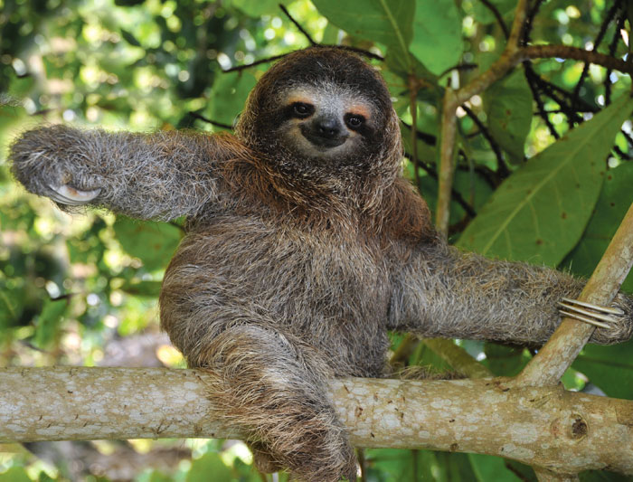 costa_rica_sloth_21.jpg