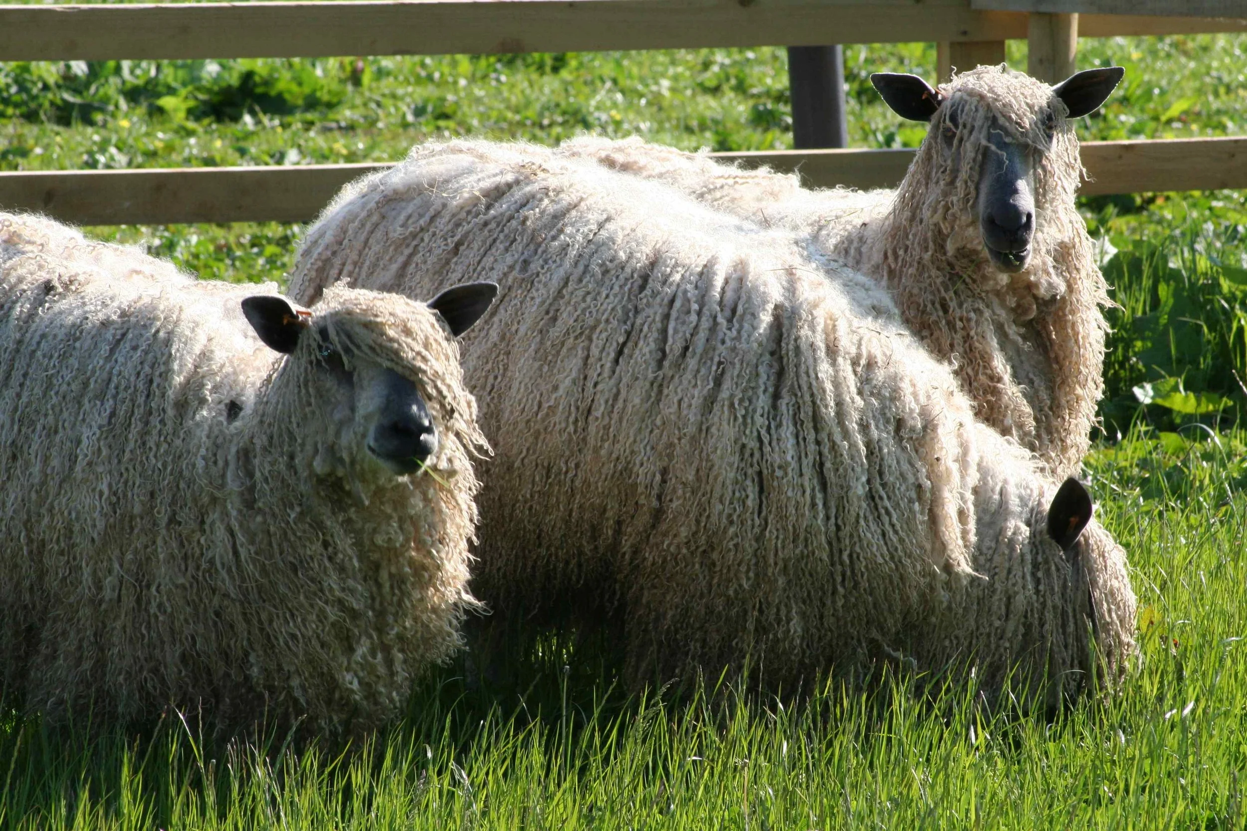 You will meet Alice's Wensleydale sheep and pedigree Angora goats!