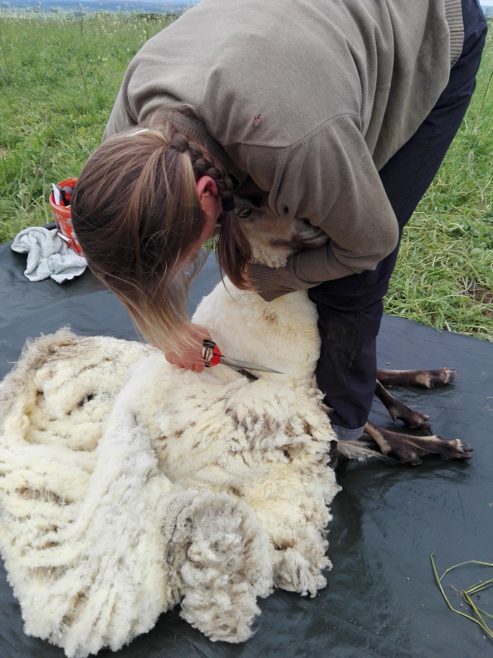 Shearing time!