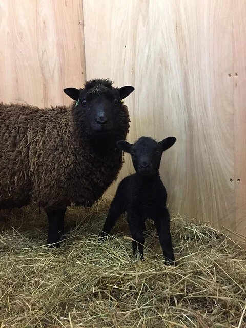 Iona Hap by Stella Ackroyd