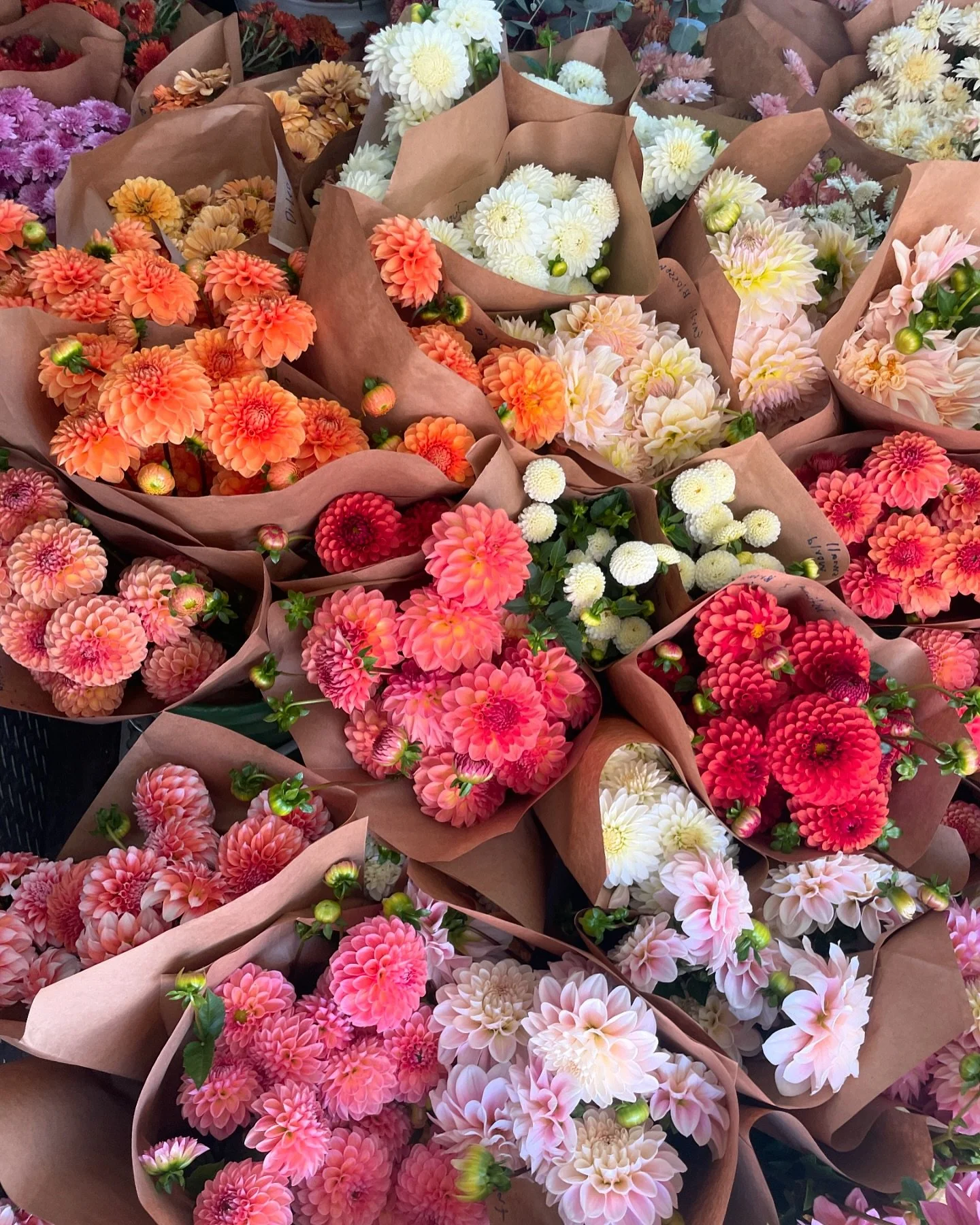 Last year we held our first Fall shipped tuber sale and we&rsquo;re getting so many messages asking if we&rsquo;re doing it again. YES! It won&rsquo;t go live for a few more weeks but we will be offering December shipped tubers at a slightly lower ra