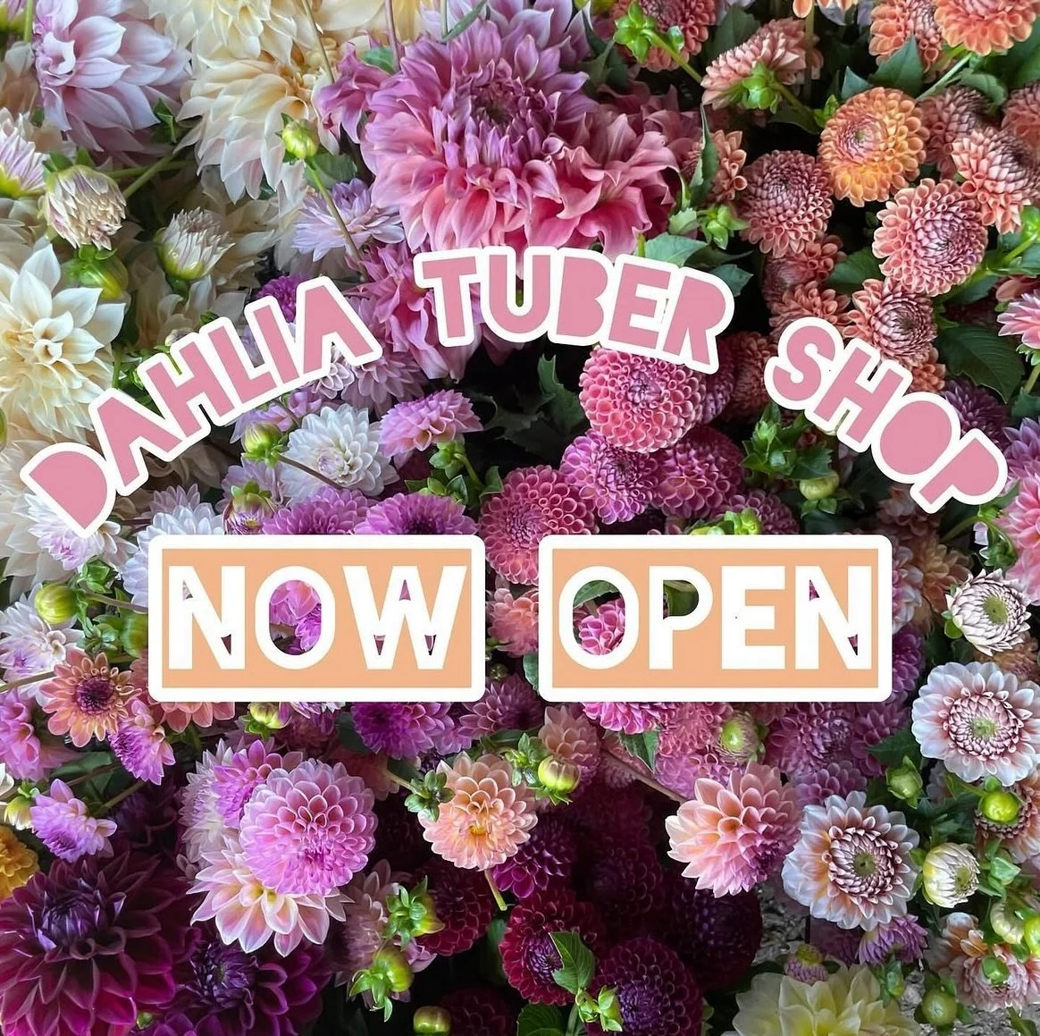 FALL SHIPPING!
All tubers from this sale will ship in December. Special varieties we grow and love right here at Tiny Acre at a slightly lower cost. December shipped tubers are perfect for growers who want to store their own tubers, growers in warmer