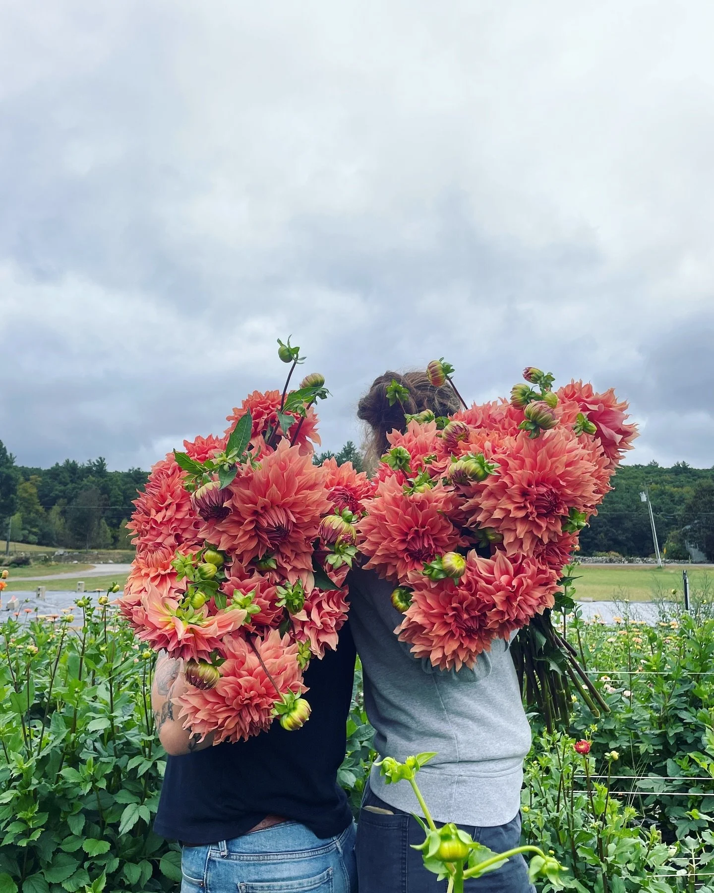 In case you missed it&hellip;
Fall shipped dahlia tubers available now in our shop!

Pictured is our favorite dinnerplate, Sierra Glow, quite reminiscent of a terracotta muppet