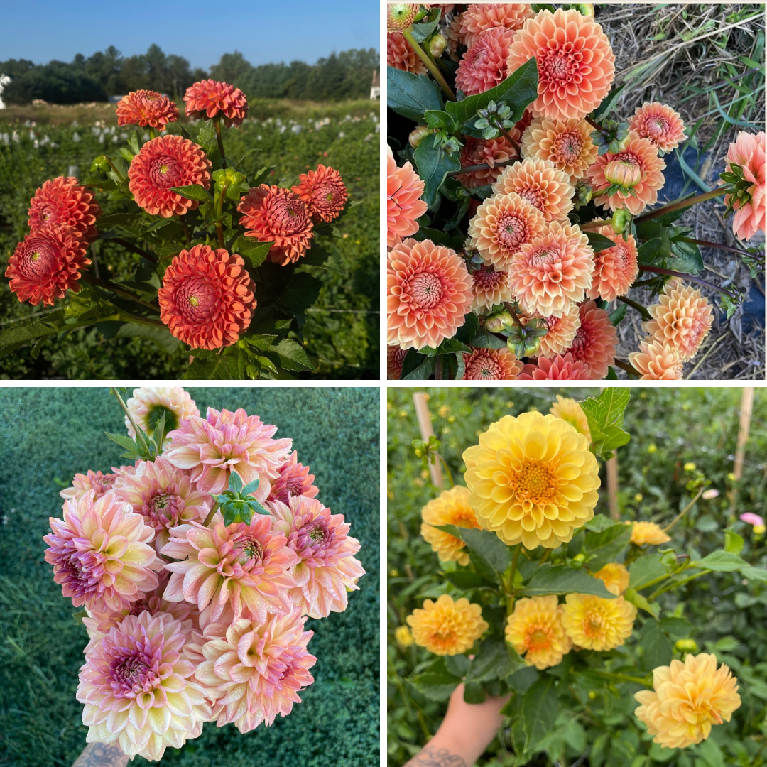 Untitled design-2.png