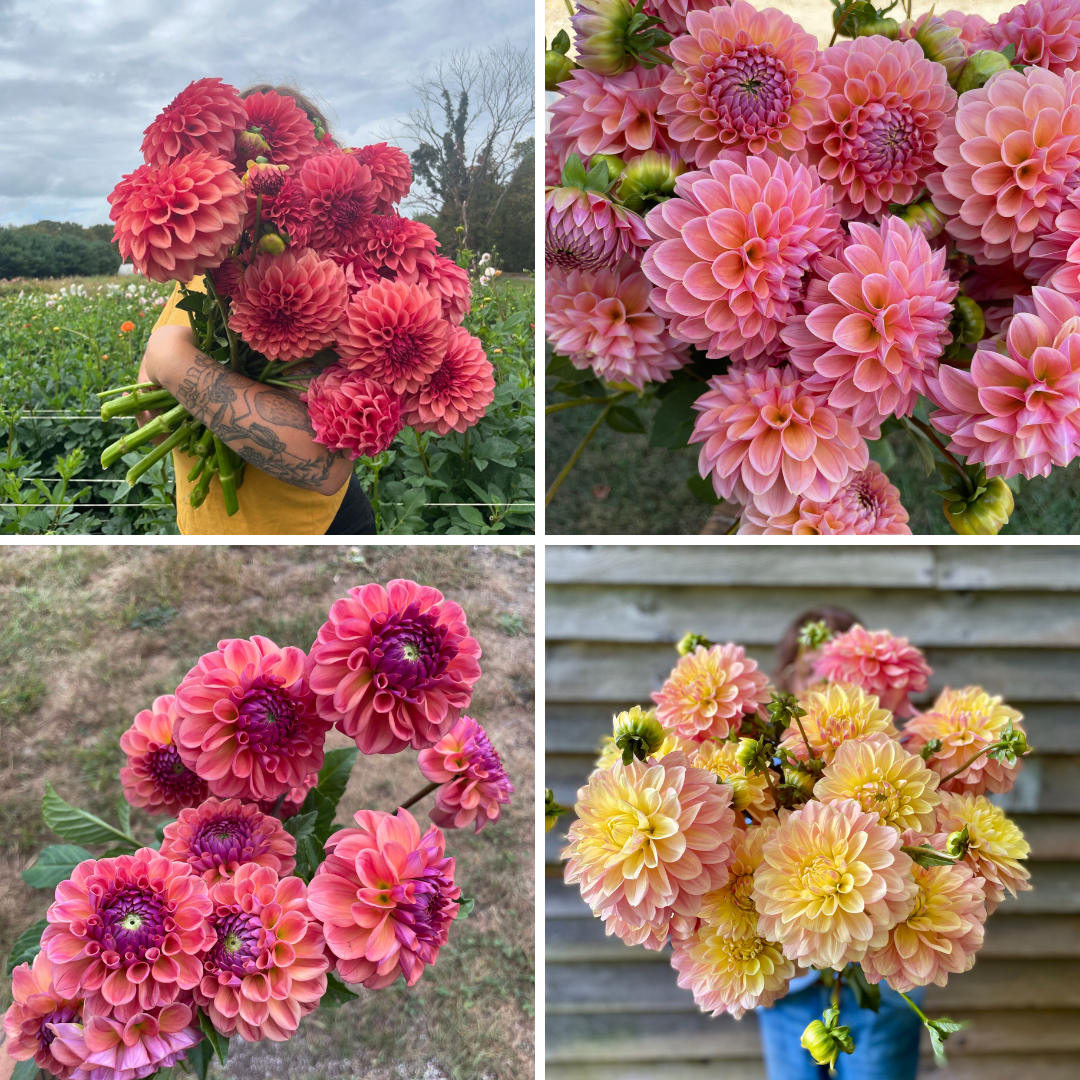 Untitled design-5.png