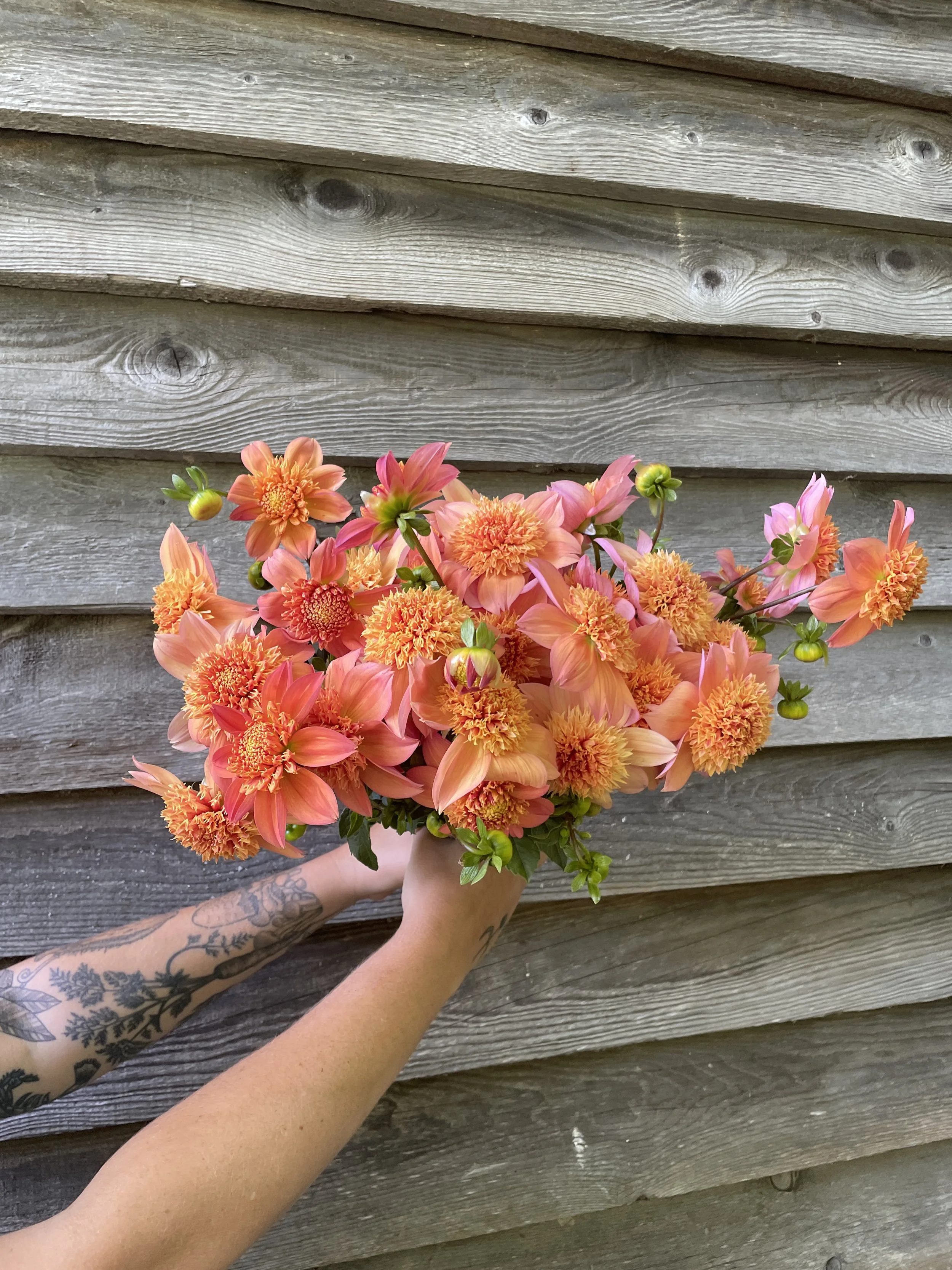 Sandia Brocade (2 pack)