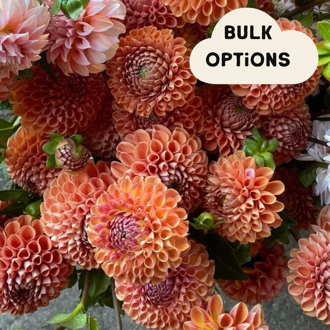 bulk options.png