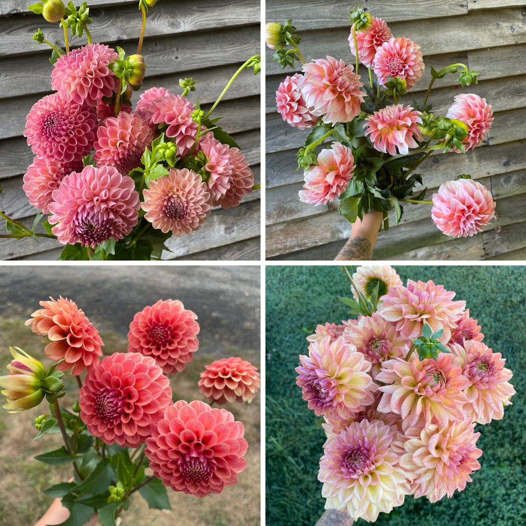 Untitled design-3.png