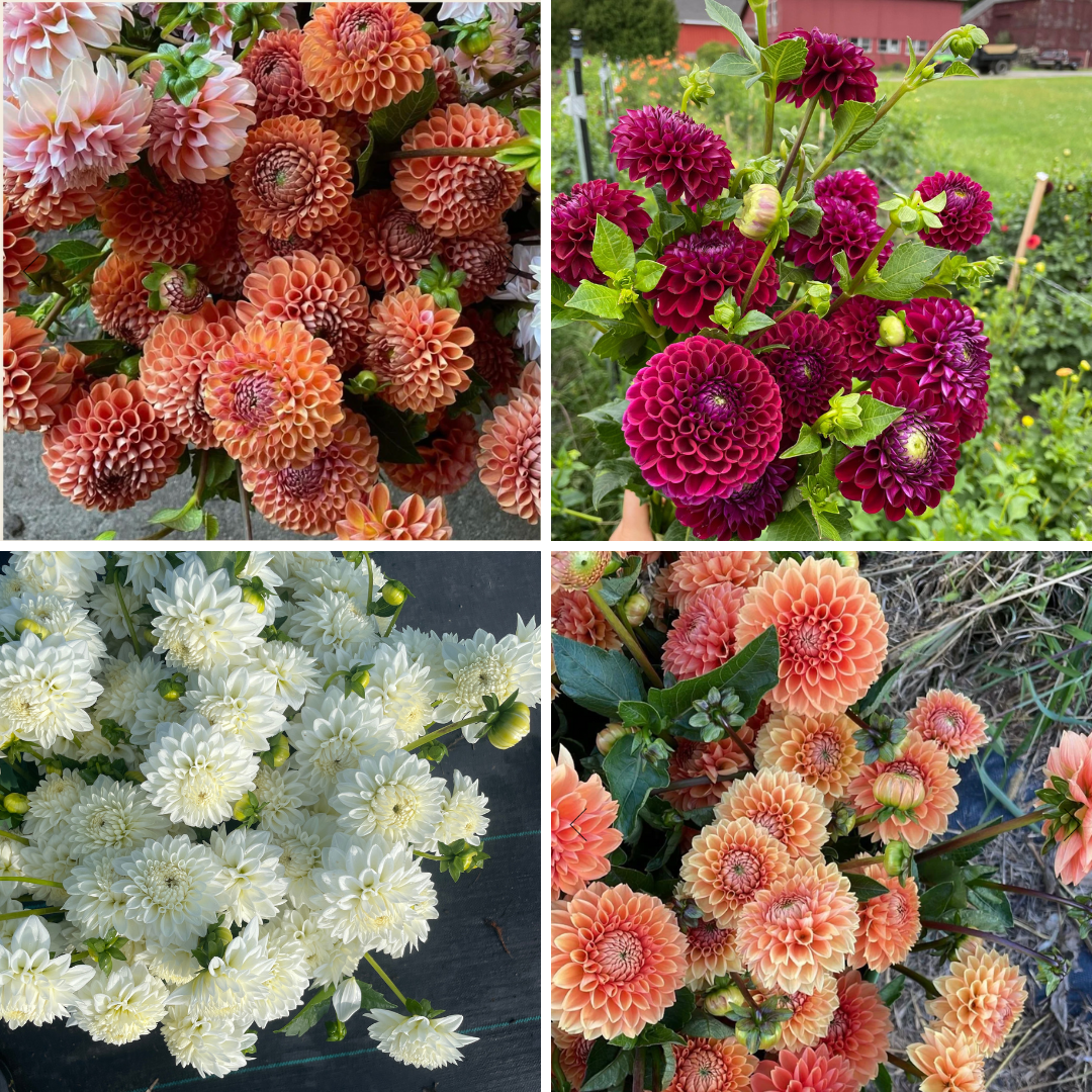 Untitled design-4.png