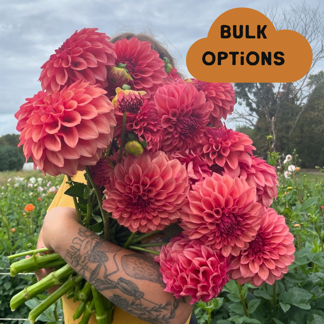 bulk options.png