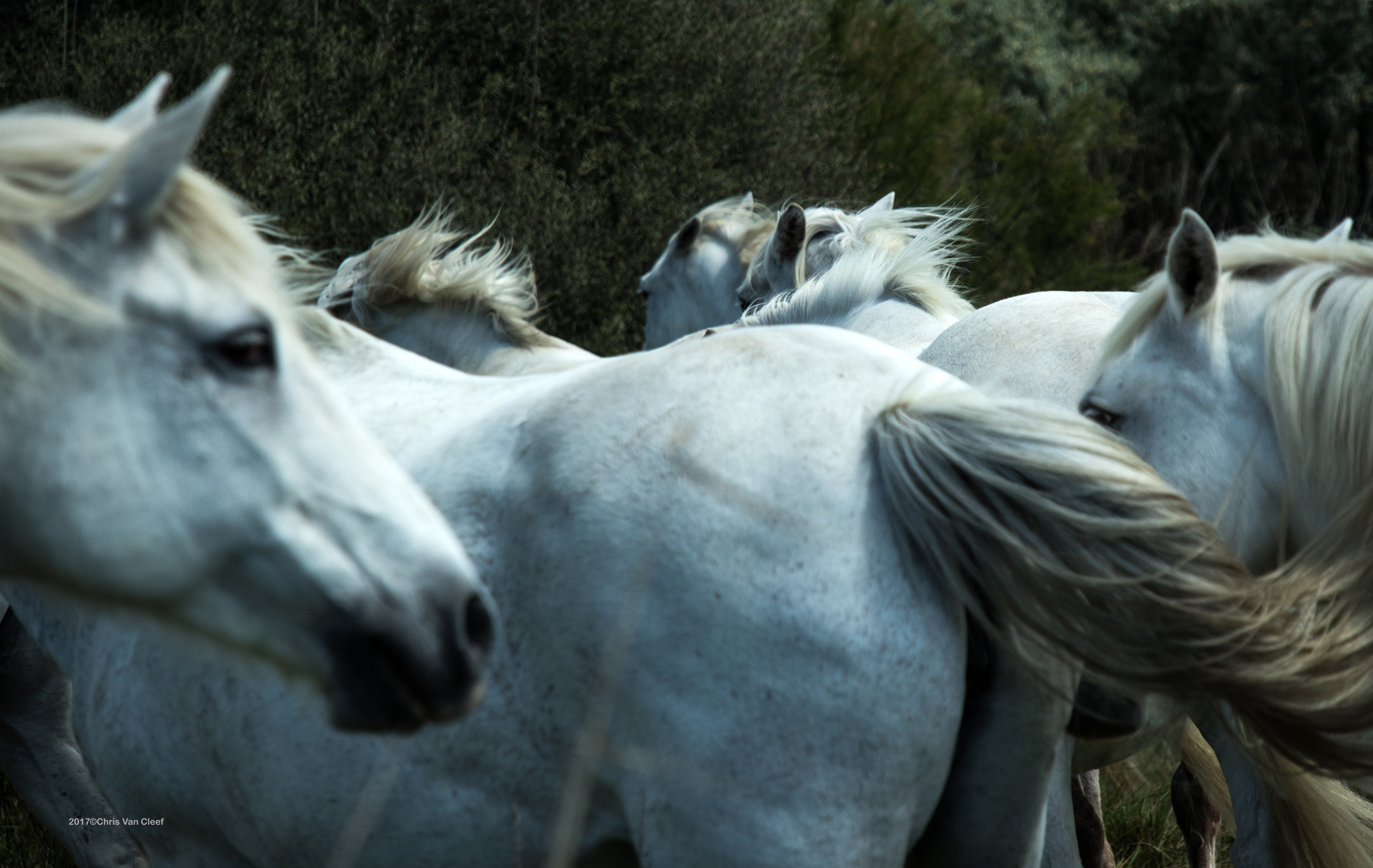Wild horses, Camargue