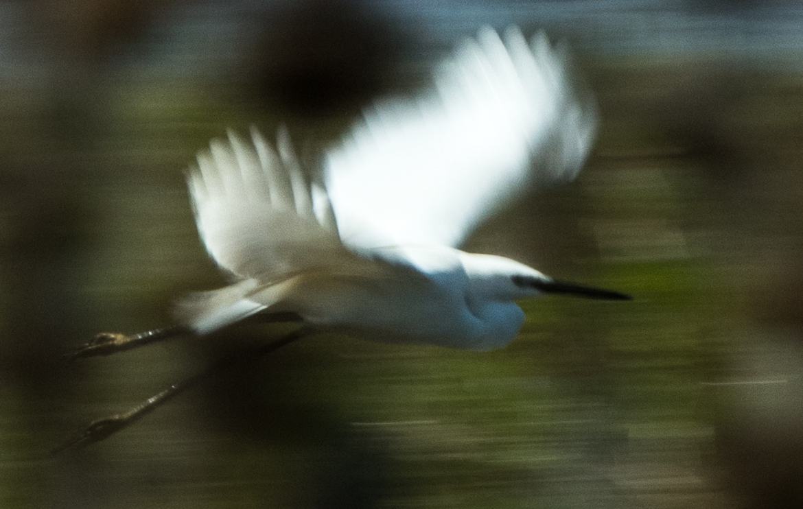 White Heron, Marais de Vigueirat
