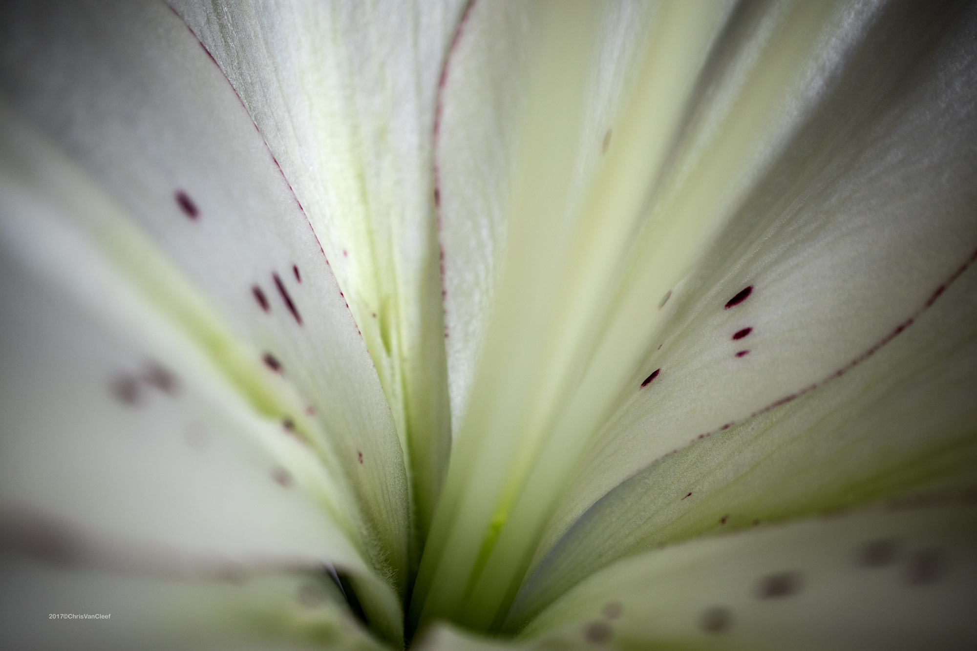 White Lily