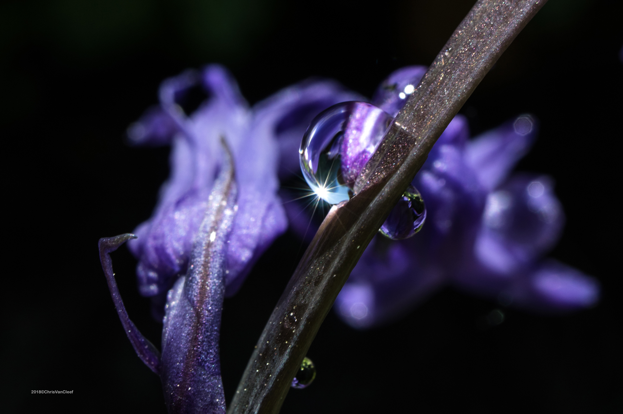 Droplet on Bluebell