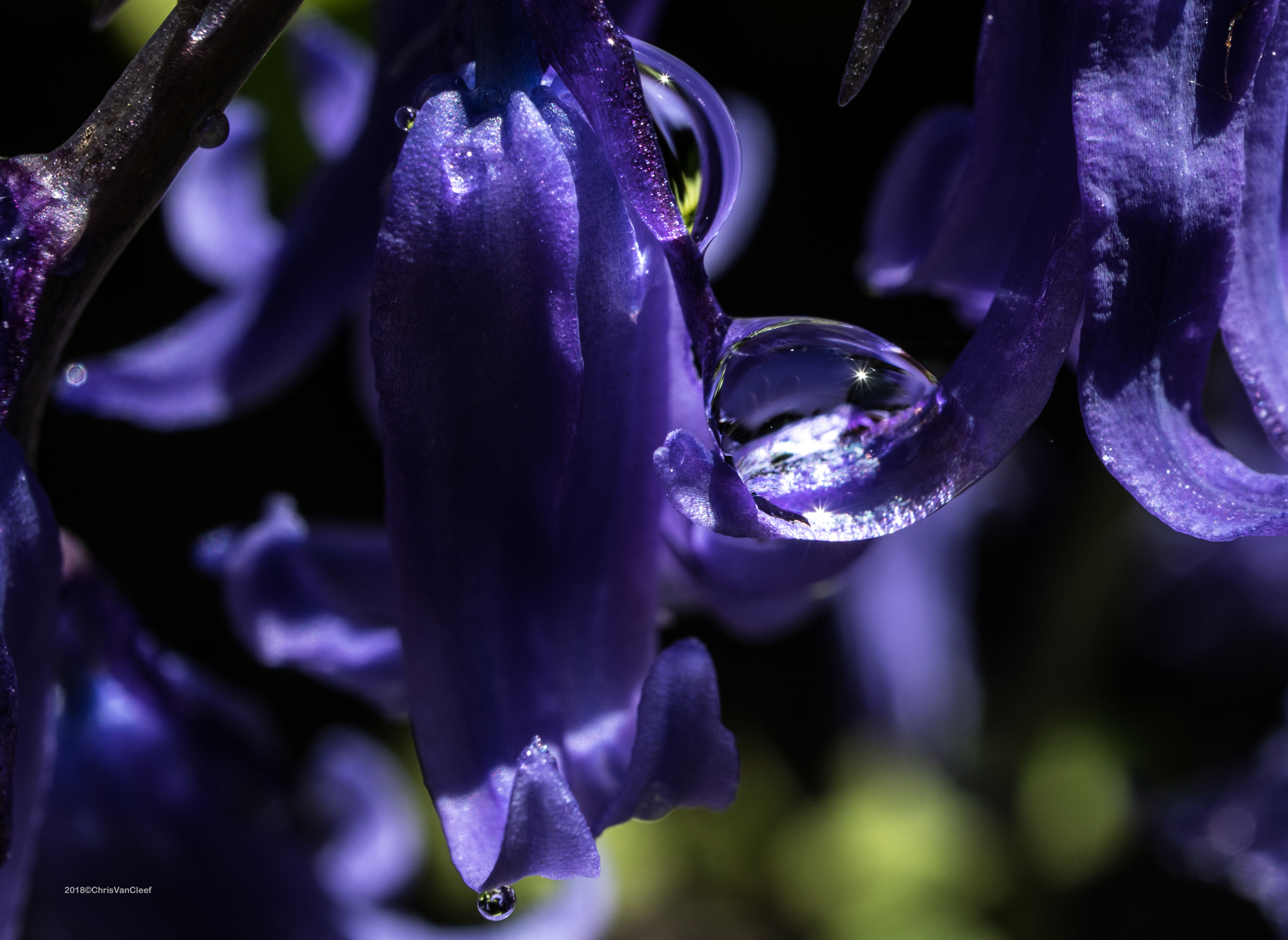 Droplets on Bluebell