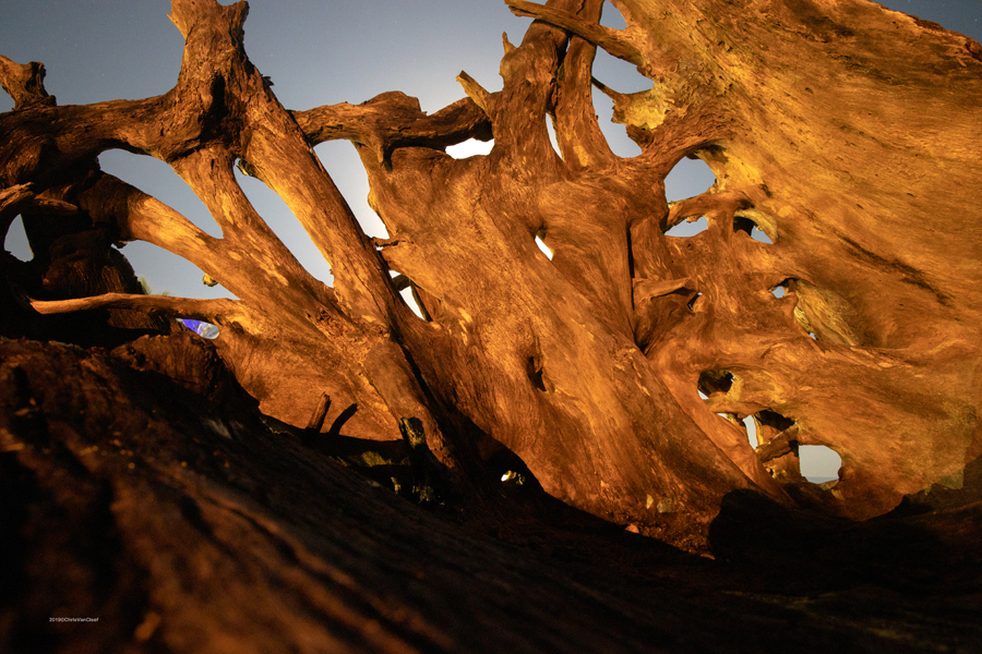 Moonlit tree, Natsepa Beach, Ambon