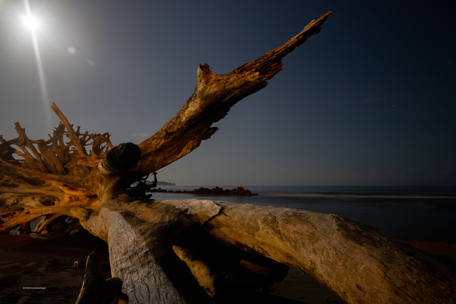 Moonlit tree, Natsepa Beach, Ambon