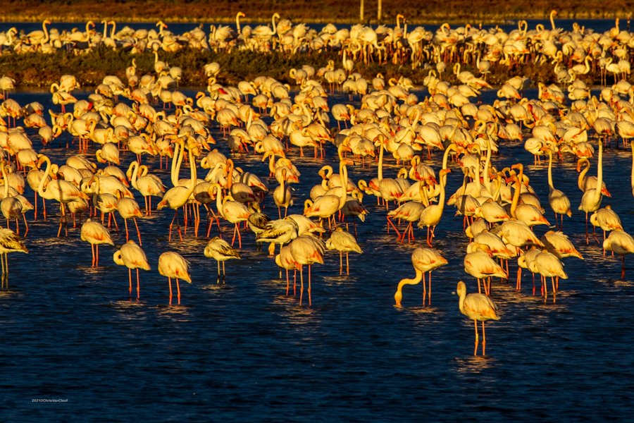 Flamingo's in Ebro Delta