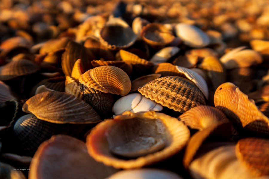 Shells on Vlissingen beach, NL