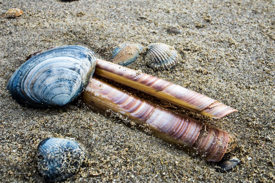Shells on Schiermonnikoog