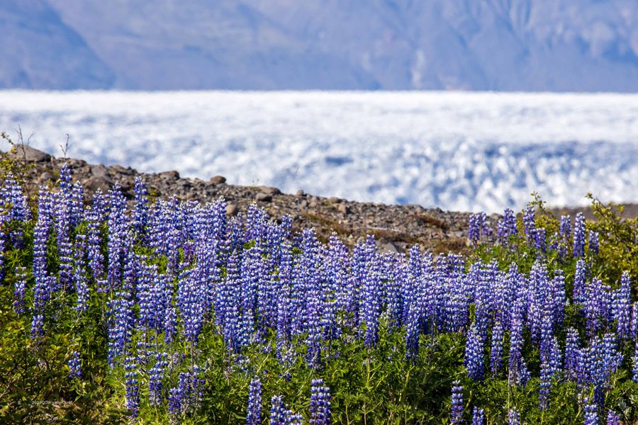 Skeidararjokull