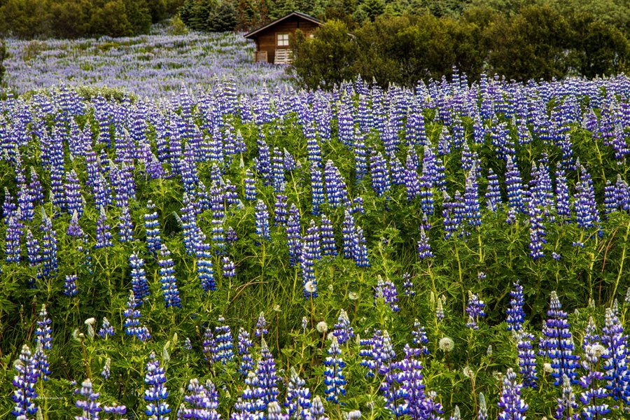 Lupine fields