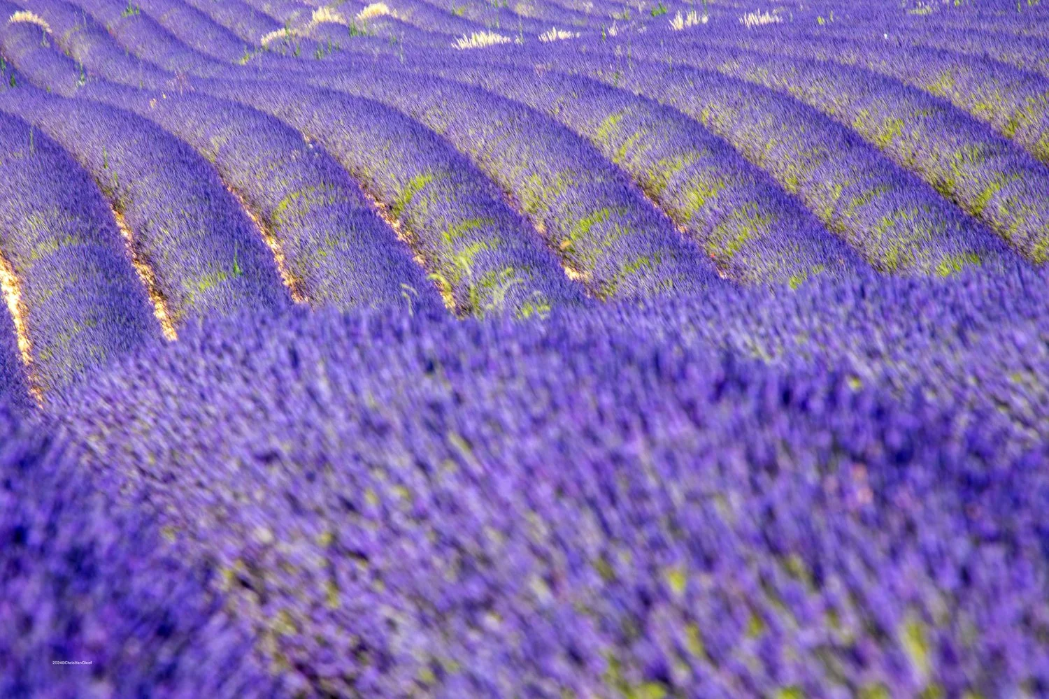 Lavender fields, Valensole, Provence