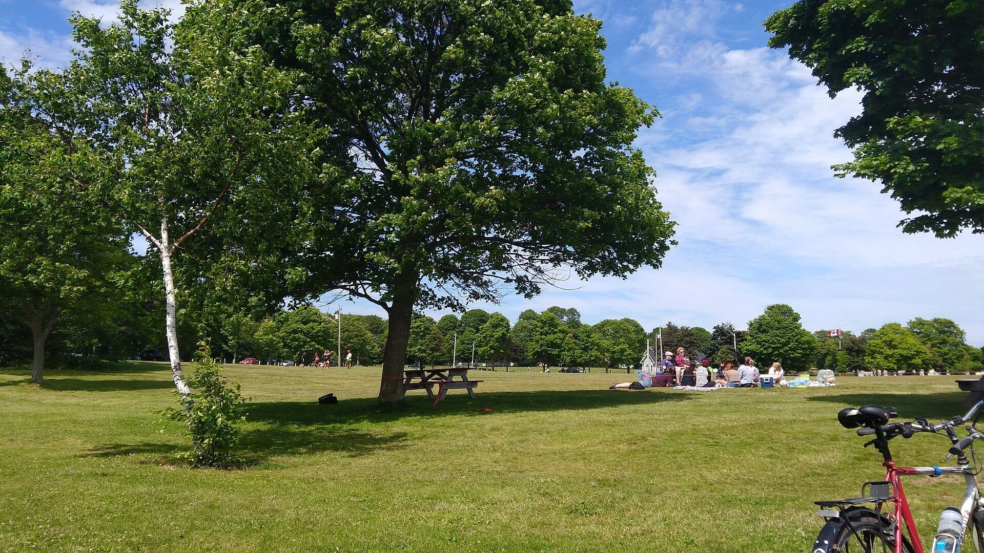 Tall trees and an open lawn in Victoria Park, Charlottetown.