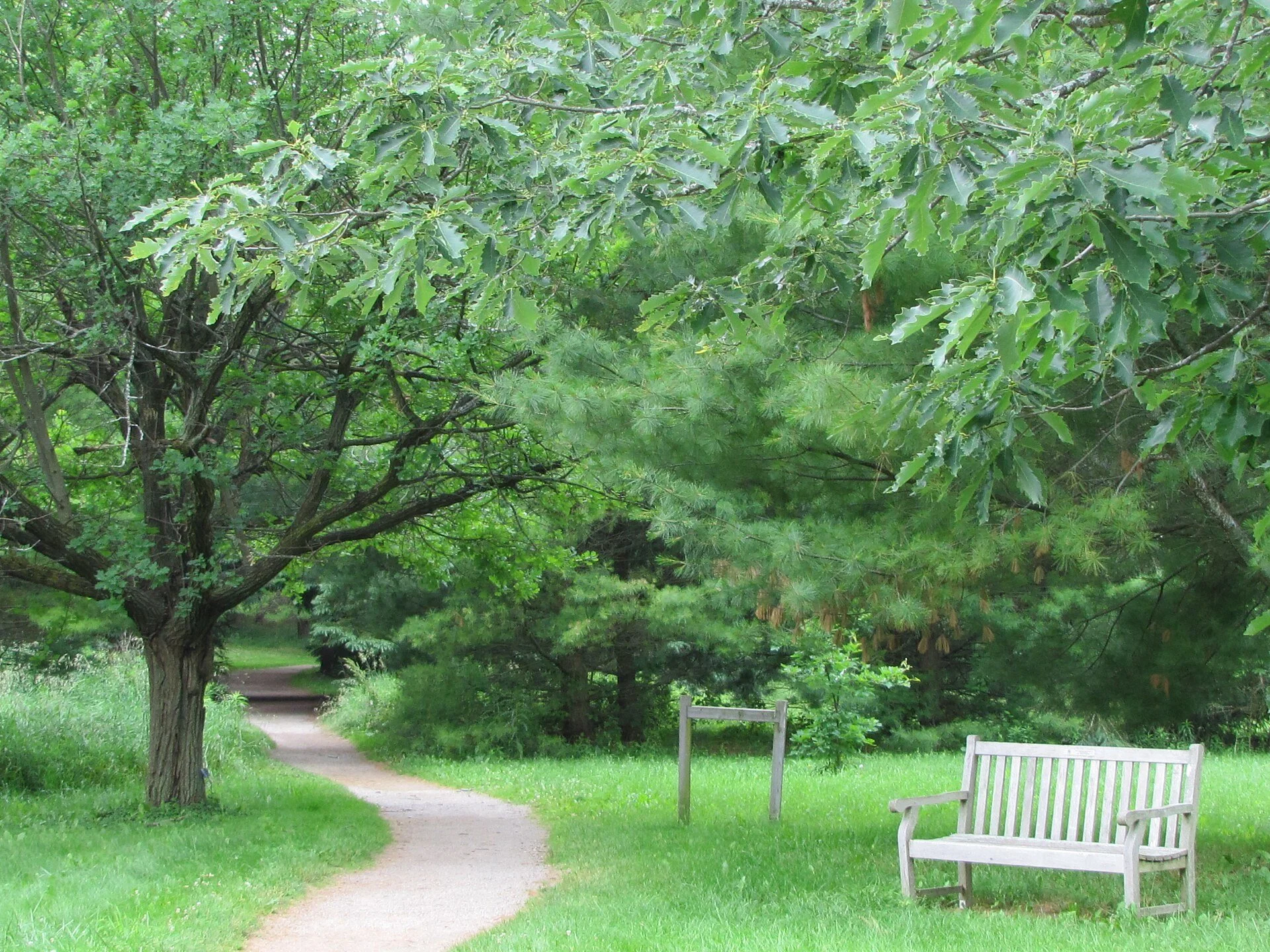 A paved path and bench under trees on the Ivey Trail at the University of Guelph Arboretum.