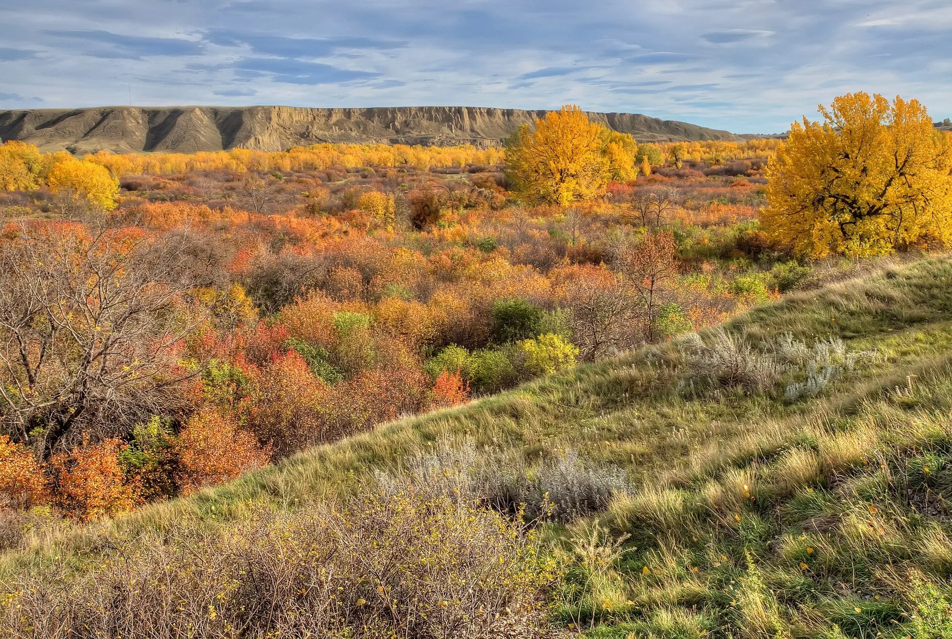 Orange and yellow autumn shrubs and trees in the river valley at Police Point Park in Medicine Hat, Alberta.