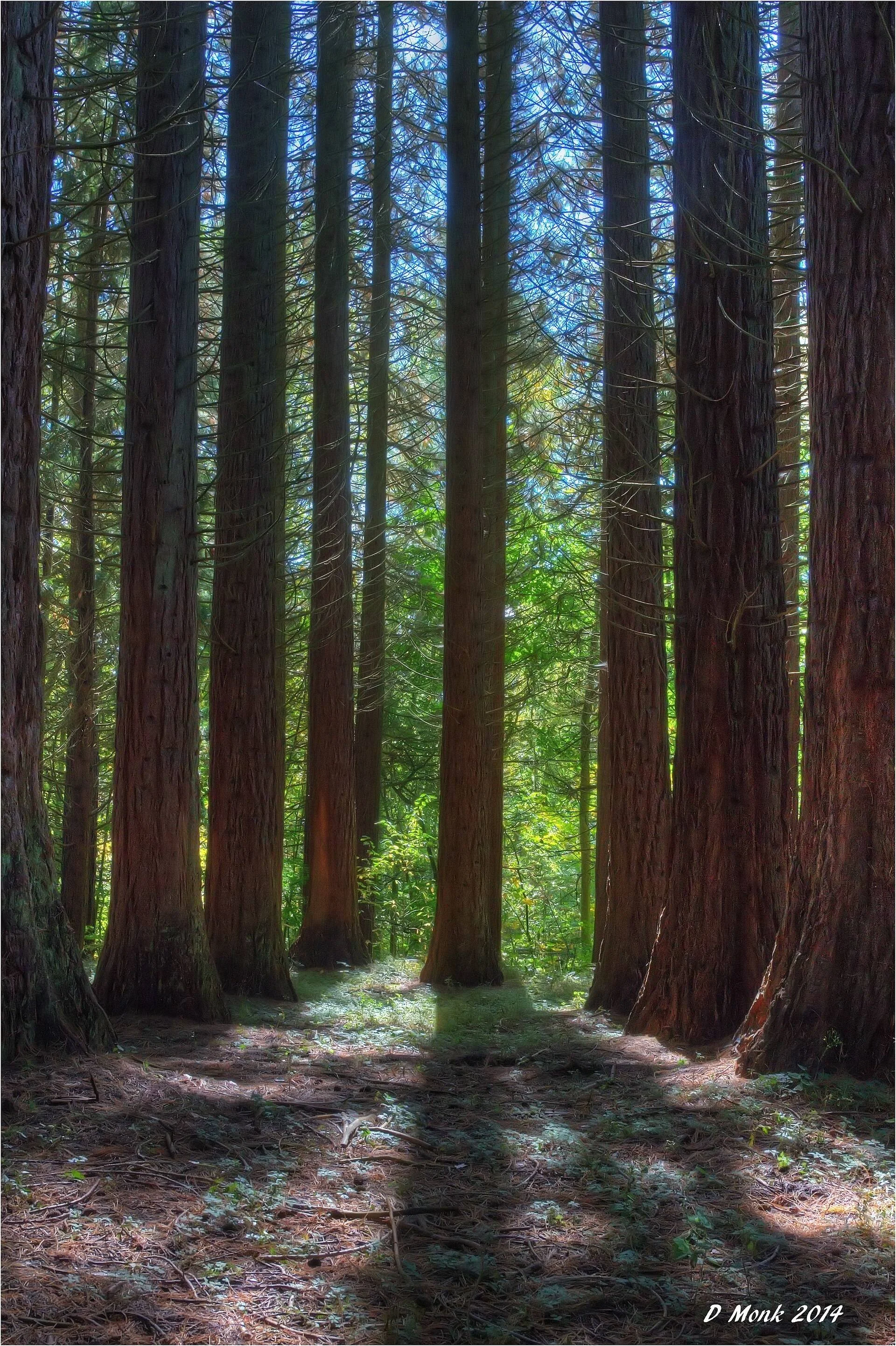 Tall trees along a trail in Redwood Park, Surrey.
