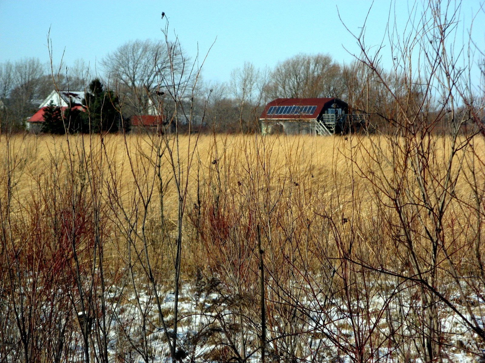 Tall golden grasses and bare shrubs in Hillman Marsh, with a few houses and trees in the background.
