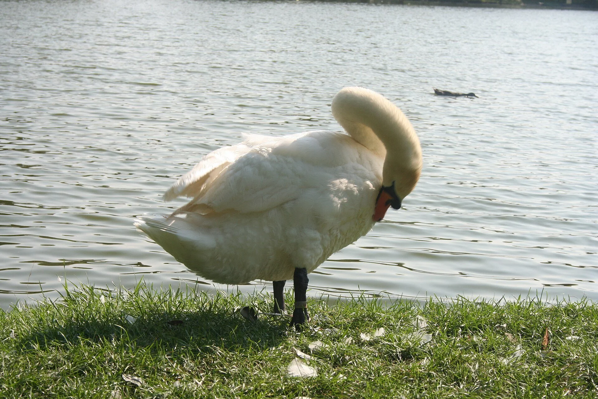 A swan preening on the grassy bank of the Avon River in Stratford, Ontario.