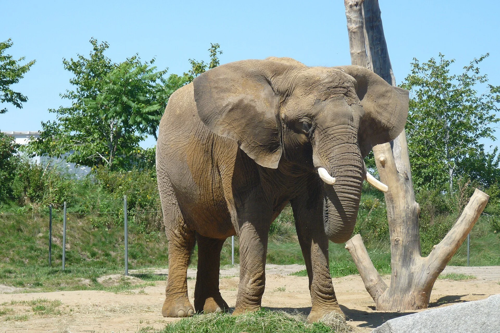 An African elephant standing in its outdoor enclosure at the Zoo de Granby in Granby, Quebec.
