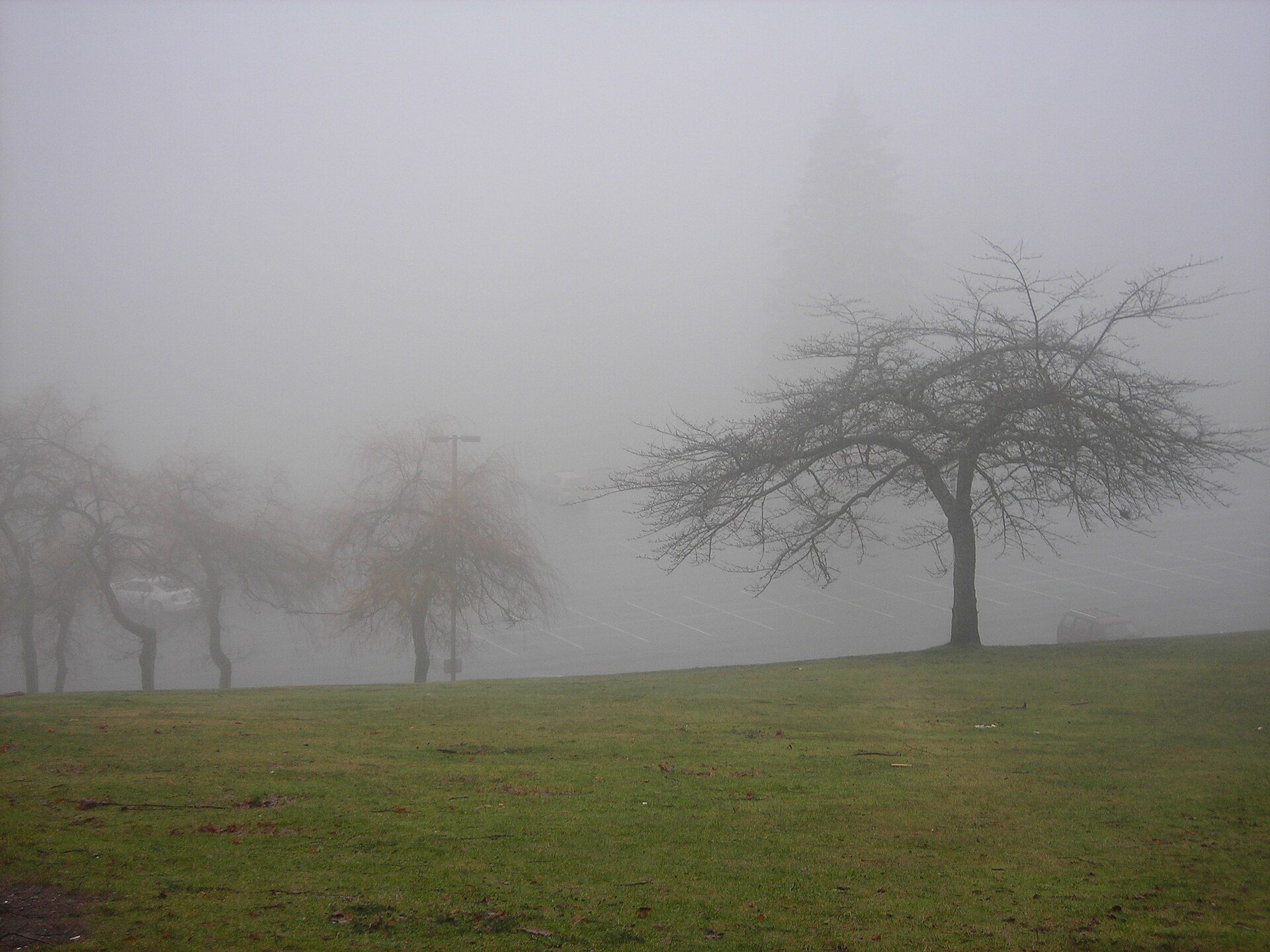 Fog among the trees on Burnaby Mountain.