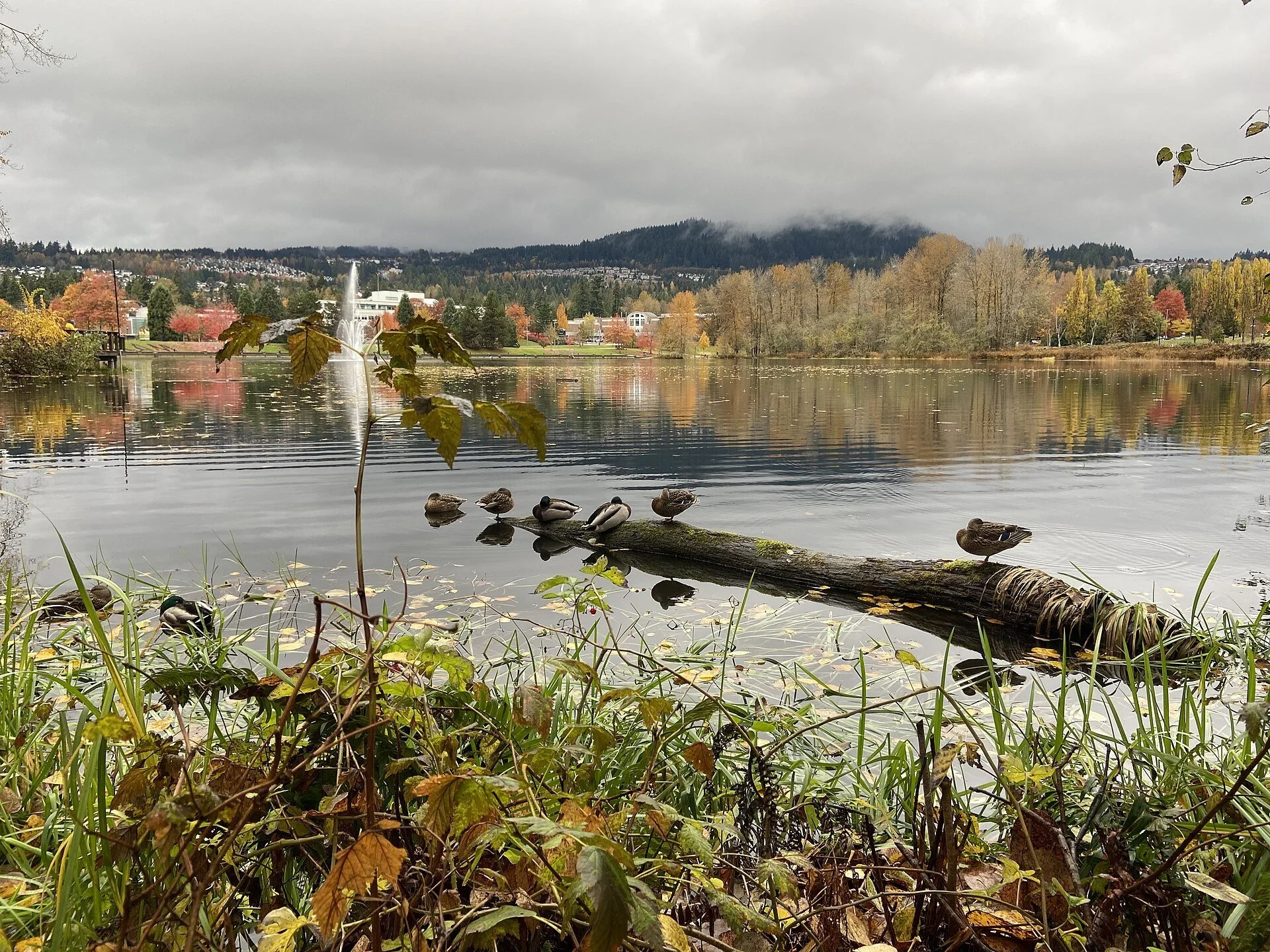 Lafarge Lake in Coquitlam's Town Centre Park in autumn.