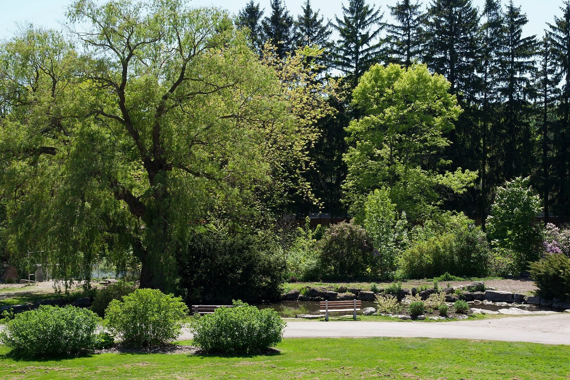 Willow trees, lawns and shrubs in Gairloch Gardens on Lakeshore Road East in Oakville.