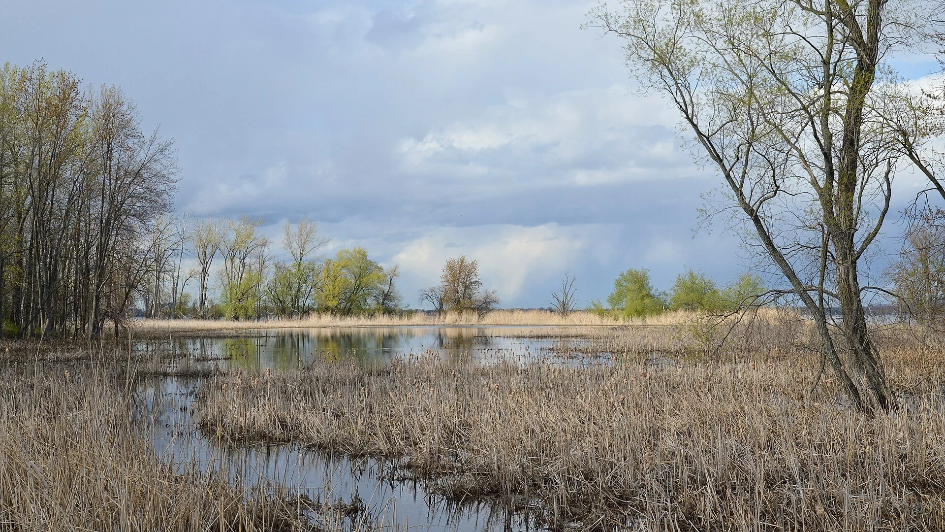 Marsh water, reeds and bare spring trees in the Refuge faunique Marguerite-D'Youville on Île Saint-Bernard, Châteauguay.