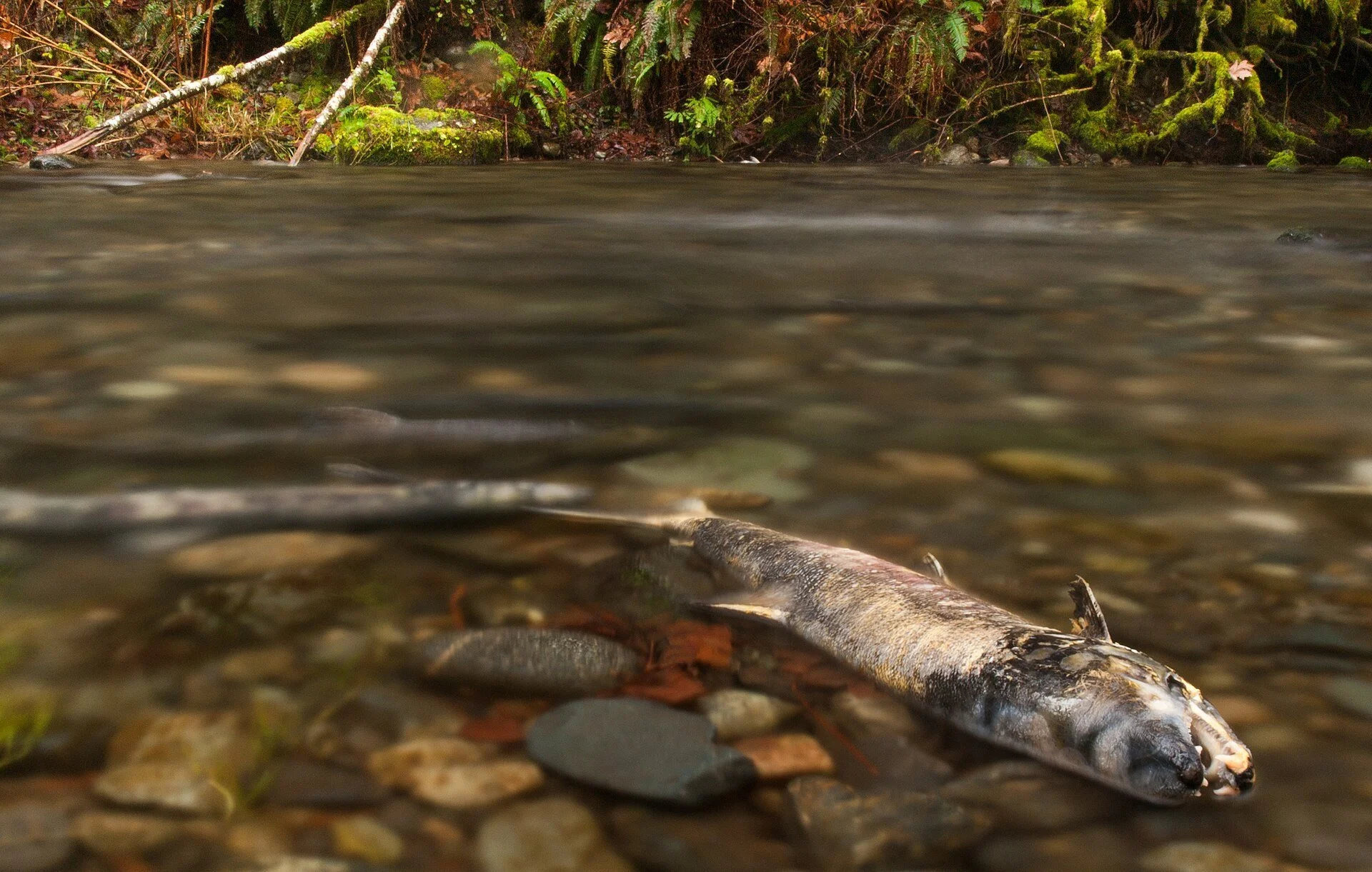 A spawned salmon resting on the stones of the clear Goldstream River.