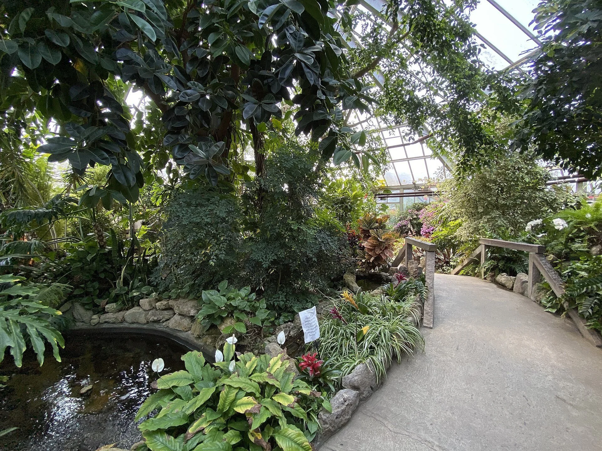 A paved path winding through tropical plants and a small pond inside the Chinguacousy Park greenhouse.