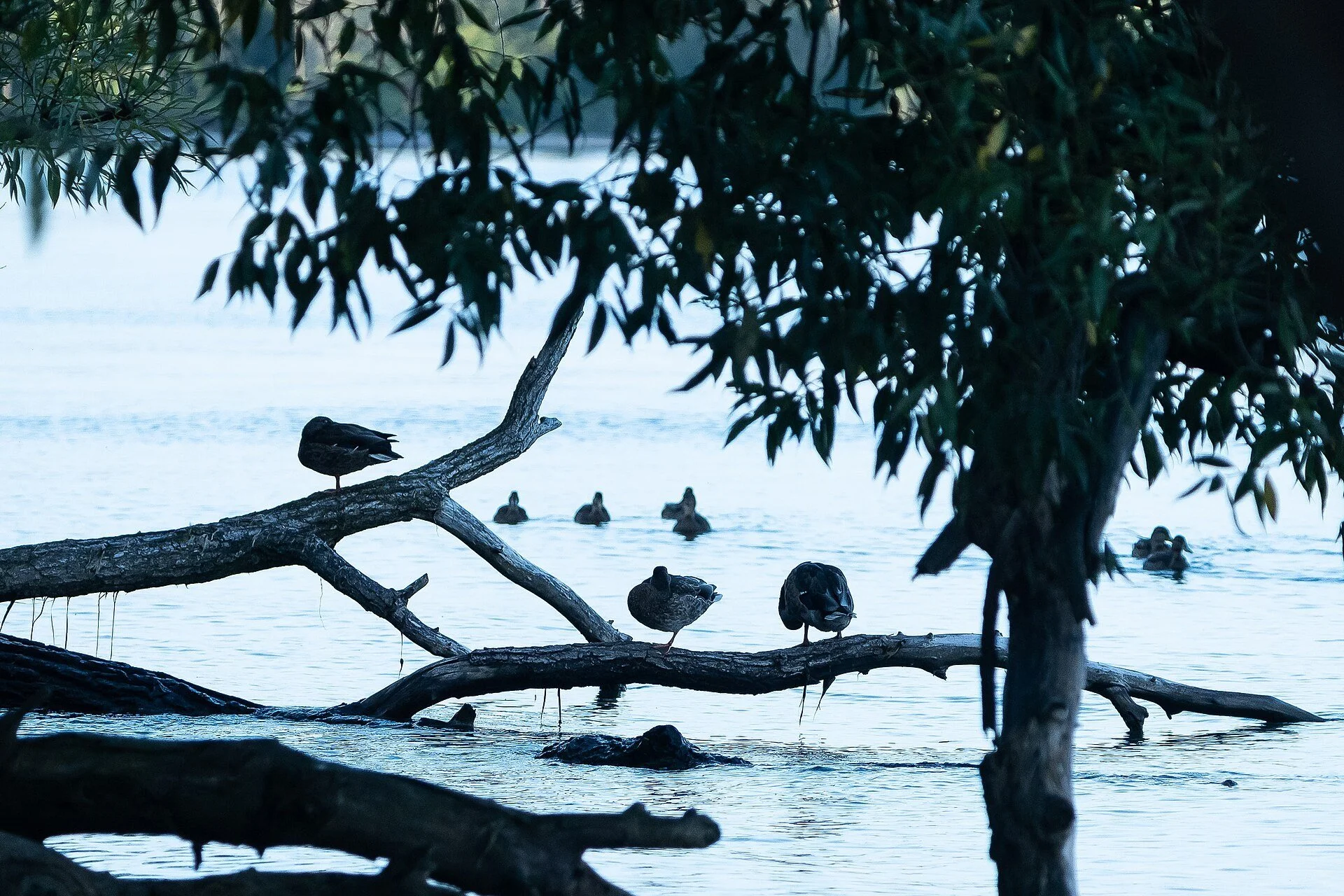 Ducks perched on a fallen tree at the water's edge at Lynde Shores Conservation Area in Whitby.